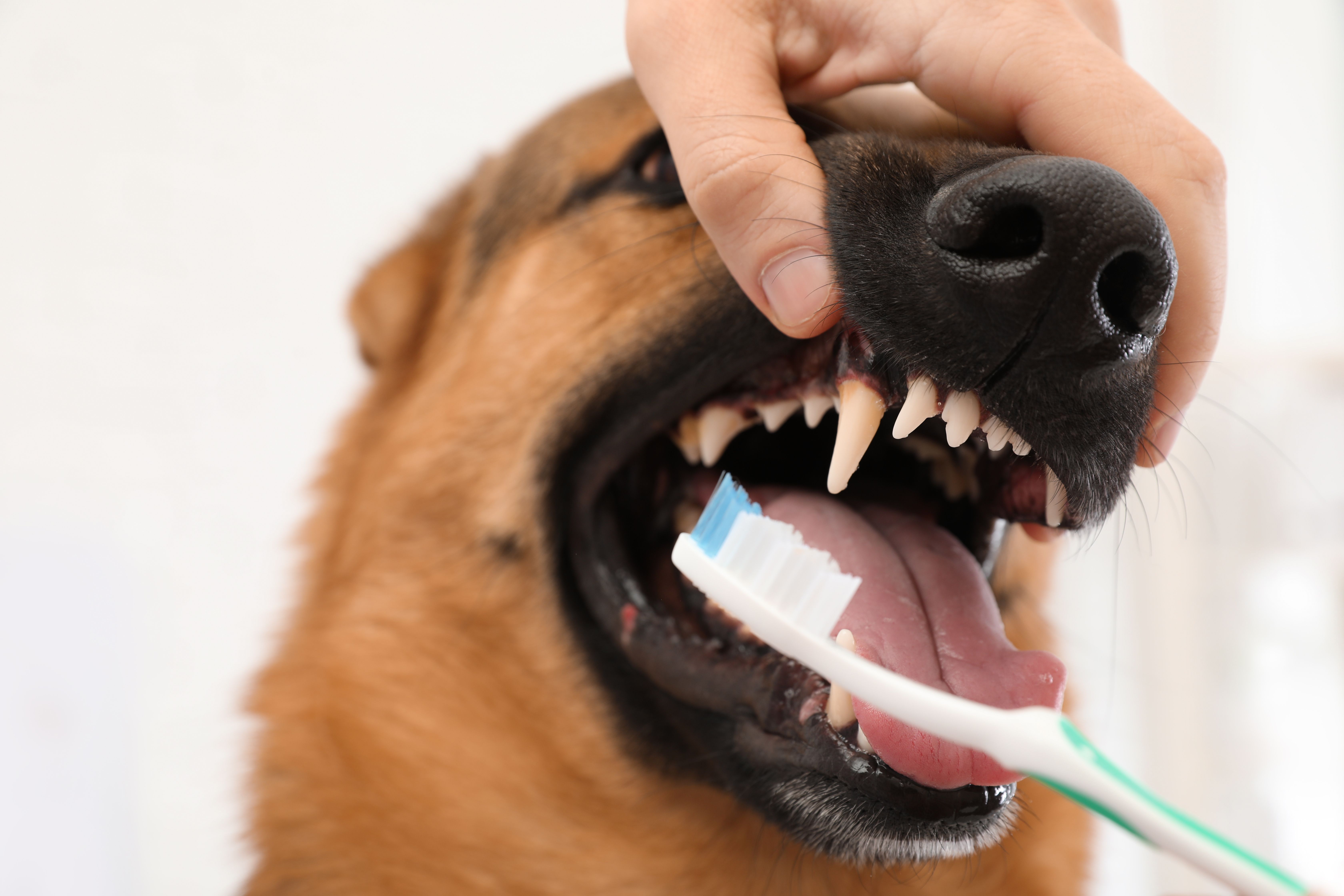 Escovação de Dentes