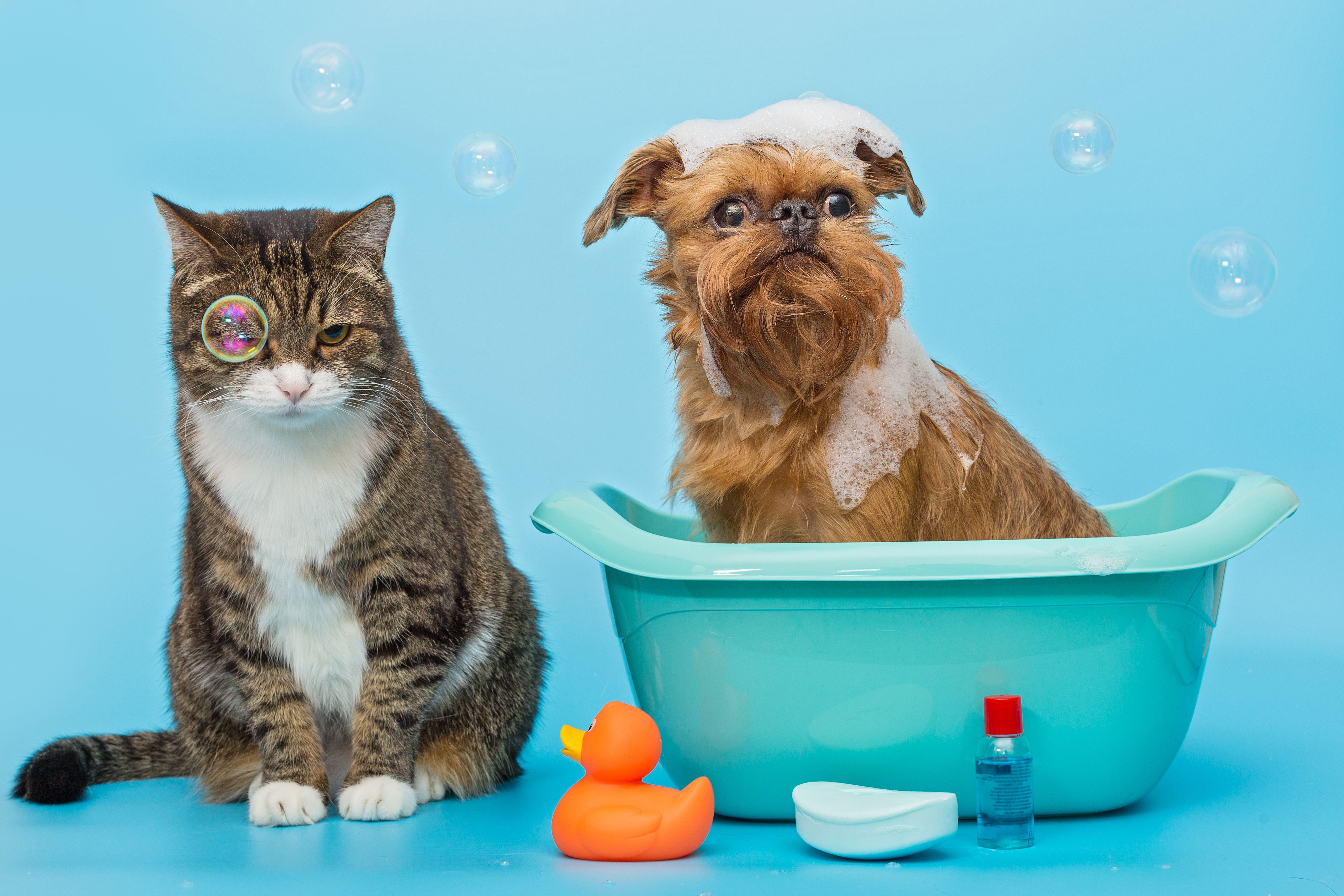 Cãotinho dos Pets - Vila Carrão